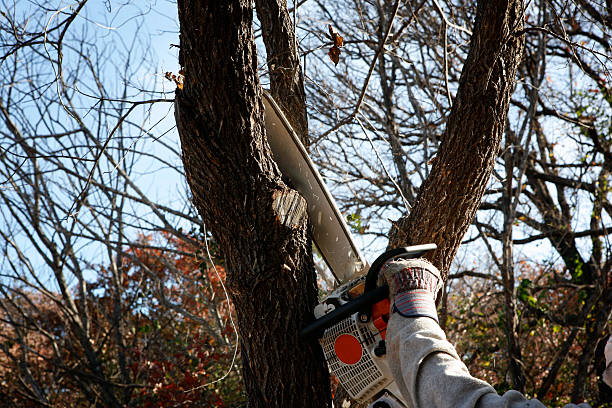 Reliable Glasgow Village, MO Tree Services Solutions